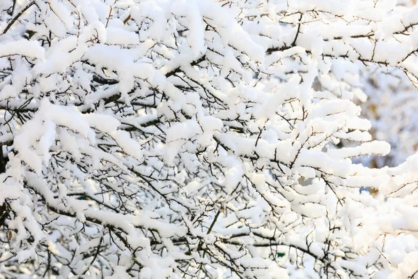 Ramas Nieve Cerca Antecedentes Con Enfoque Selectivo — Foto de Stock