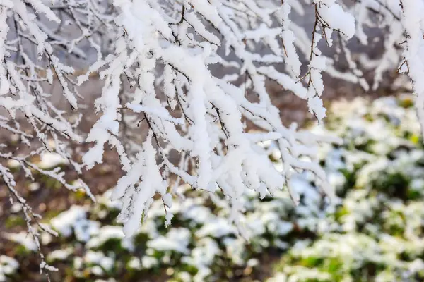 雪の閉鎖したブランチ 選択的なフォーカスを持つ背景 — ストック写真