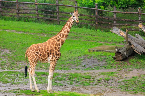 Sehr Schöne Giraffe Hintergrund Mit Selektivem Fokus Und Kopierraum Für — Stockfoto