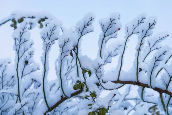 Ветки Снегу Крупным Планом Фон Выборочной Фокусировкой — стоковое фото