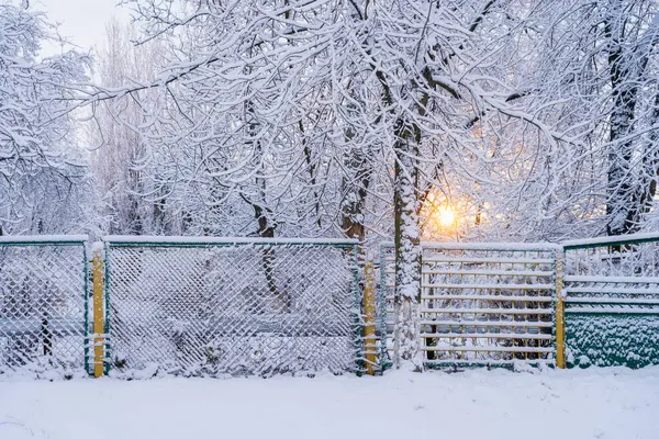 Trees Snow Winter Background Selective Focus — Stock Photo, Image