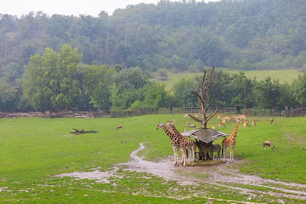 Sehr Schöne Giraffen Hintergrund Mit Selektivem Fokus Und Kopierraum Für — Stockfoto