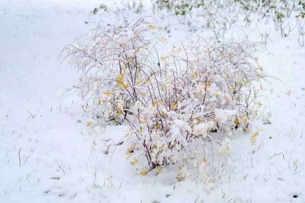 布什在雪地里 选择重点的冬季背景 — 图库照片