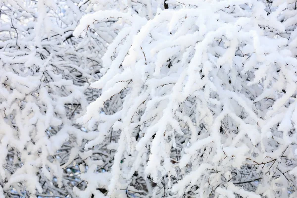 Větve Sněhu Zblízka Pozadí Selektivním Zaměřením — Stock fotografie