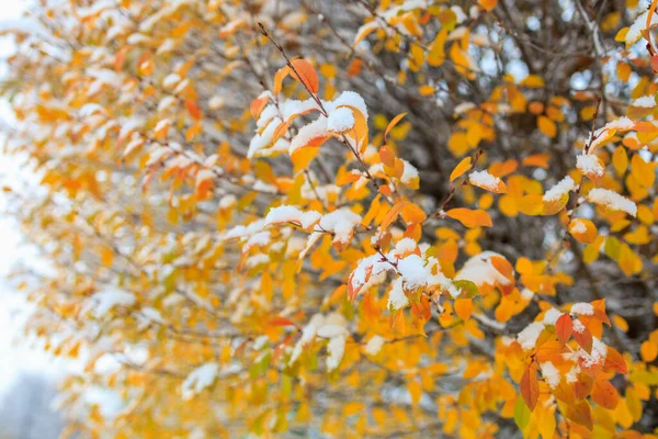 Autumn Yellowed Leaves Tree Snow Winter Background Selective Focus — Stock Photo, Image