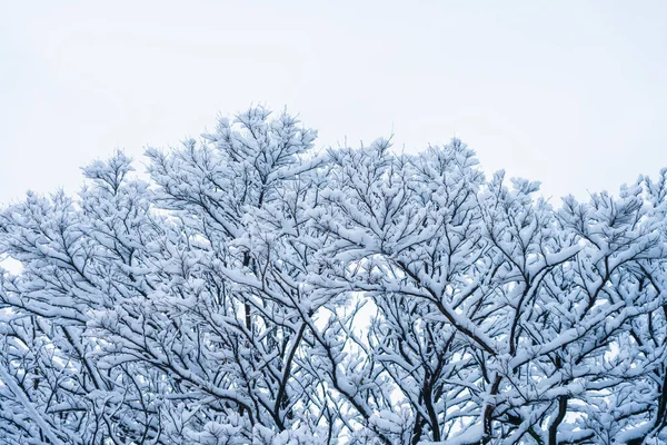 在雪中的分枝特写 具有选择性重点的背景 — 图库照片