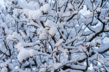 Karda dallar, yakın plan. Seçici odaklı arkaplan