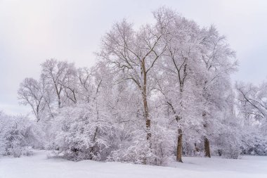 Karda ağaçlar. Seçici odaklı kış arkaplanı