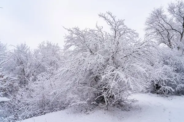 Drzewa Śniegu Tło Zimowe Selektywnym Ukierunkowaniem — Zdjęcie stockowe