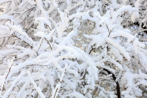 雪の閉鎖したブランチ 選択的なフォーカスを持つ背景 — ストック写真