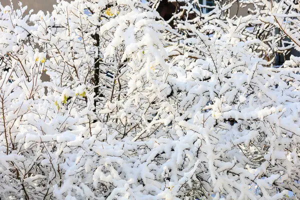 Branches Snow Close Background Selective Focus — Stock Photo, Image