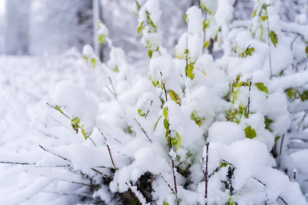 在雪中的分枝特写 具有选择性重点的背景 — 图库照片