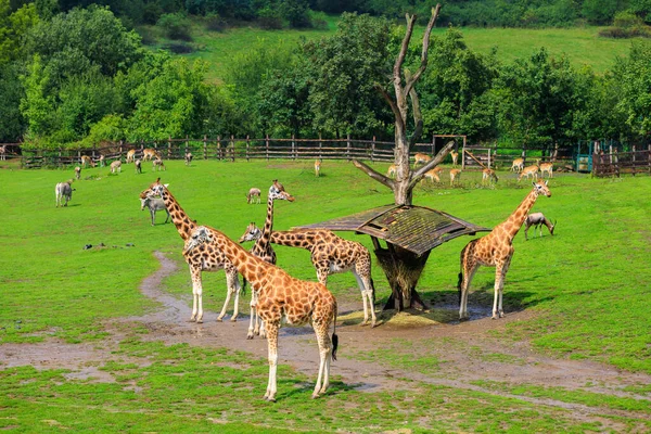 Very Beautiful Giraffes Background Selective Focus Copy Space Text — Foto Stock