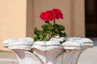 Çiçekli Pelargonium çiçekleri. Şehir çevresini yeşillendiriyor. Seçici odak ve kopyalama alanı olan arkaplan