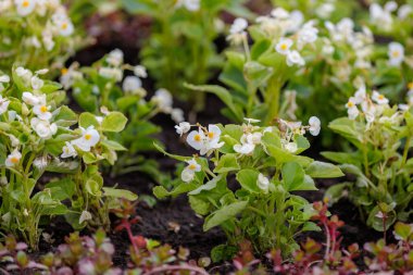Begonya yatağında çiçekler. Şehir çevresini yeşillendiriyor. Seçici odak ve kopyalama alanı olan arkaplan