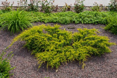 Çiçek tarhında ardıç. Dekoratif iğneler. Şehir çevresini yeşillendiriyor. Seçici odak ve kopyalama alanı olan arkaplan