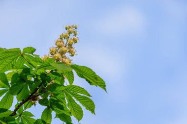 Kestane ağacında çiçekler. Şehir çevresini yeşillendiriyor. Seçici odaklı arkaplan