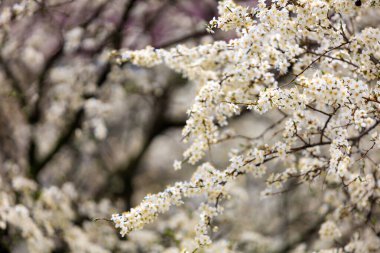 Baharın başlarında çiçek açan ağaçların arka planı. Bahar arkaplanı