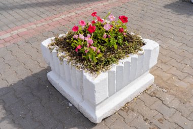 Şehir ortamında çiçek tarhı ya da çiçek bahçesi. Şehri yeşillendiriyor. Seçici odak ve kopyalama alanı olan arkaplan