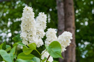Çiçekli leylak. Çiçekler yakın plan. Seçici odaklı arkaplan