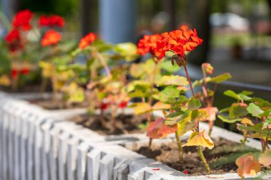Çiçekli Geranium çiçekleri. Şehir çevresini yeşillendiriyor. Seçici odak ve kopyalama alanı olan arkaplan