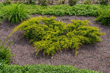 Çiçek tarhında ardıç. Dekoratif iğneler. Şehir çevresini yeşillendiriyor. Seçici odak ve kopyalama alanı olan arkaplan