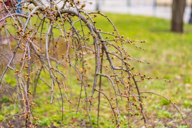 Tomurcuklar baharın başlarında ağaçta açılır. Seçici odak ve kopyalama alanı olan arkaplan