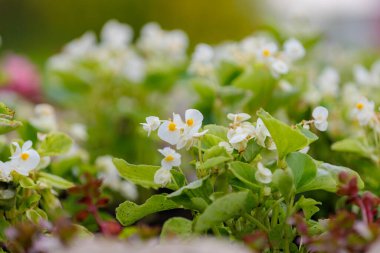 Begonya yatağında çiçekler. Şehir çevresini yeşillendiriyor. Seçici odak ve kopyalama alanı olan arkaplan