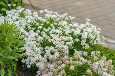 Alyssum lobularia mason çiçekleri. Şehir çevresini yeşillendiriyor. Seçici odak ve kopyalama alanı olan arkaplan