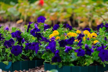 Çiçekler çiçek tarhında, Petunia. Şehir çevresini yeşillendiriyor. Seçici odaklı arkaplan