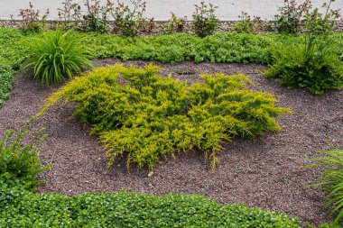 Çiçek tarhında ardıç. Dekoratif iğneler. Şehir çevresini yeşillendiriyor. Seçici odak ve kopyalama alanı olan arkaplan
