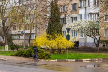 Forsythia çiçekleri. Şehir çevresini yeşillendiriyor. Seçici odaklı arkaplan