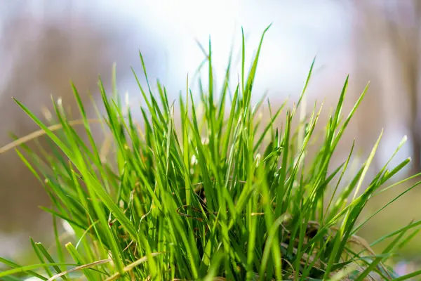 Grass House Need Mow Lawn Background Selective Focus — Stock Photo, Image