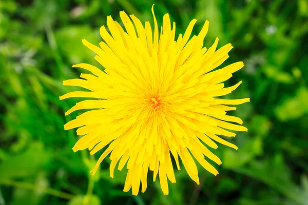 Field Dandelions Background Selective Focus Copy Space Text — Stock Photo, Image