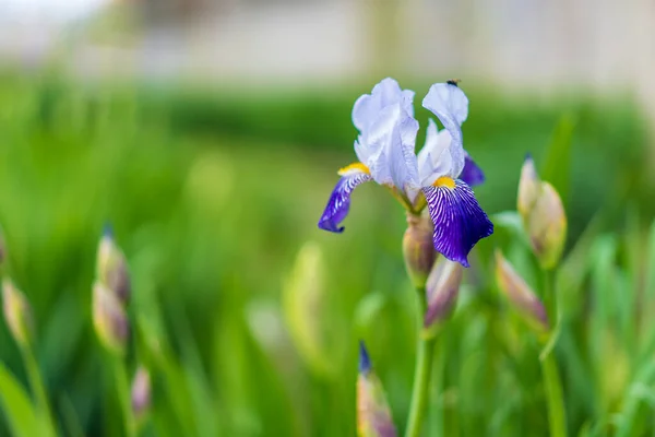 Flores Canteiro Flores Iris Ecologização Ambiente Urbano Contexto Com Foco — Fotografia de Stock