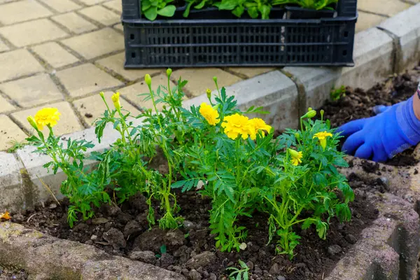 Flower seedlings in urban flower beds. Marigold saplings for city greening. Background with selective focus and copy space