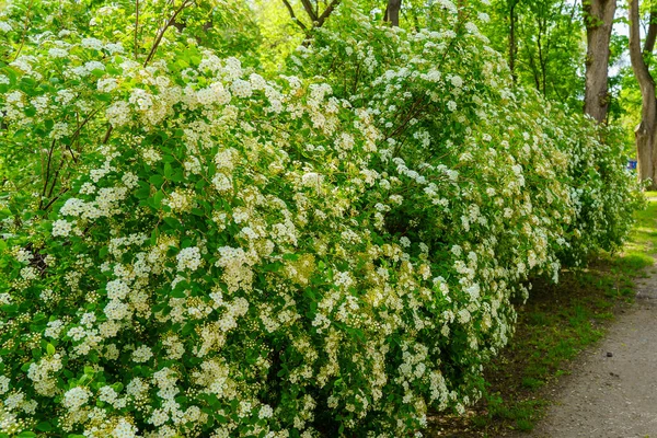 Blühende Spirea Blumen Auf Einem Busch Hintergrund Mit Selektivem Fokus — Stockfoto