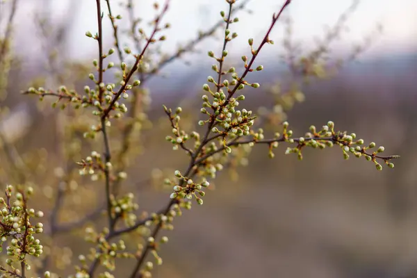 Små Blommor Tidigt Våren Ett Fruktträd Med Selektivt Fokus Vårens — Stockfoto