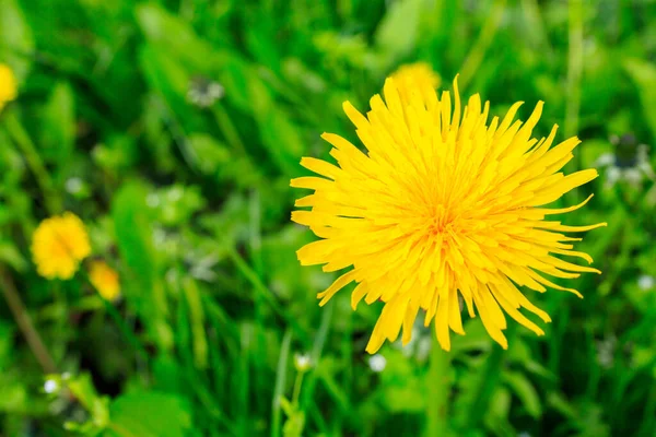 stock image Field dandelions. Background with selective focus and copy space for text