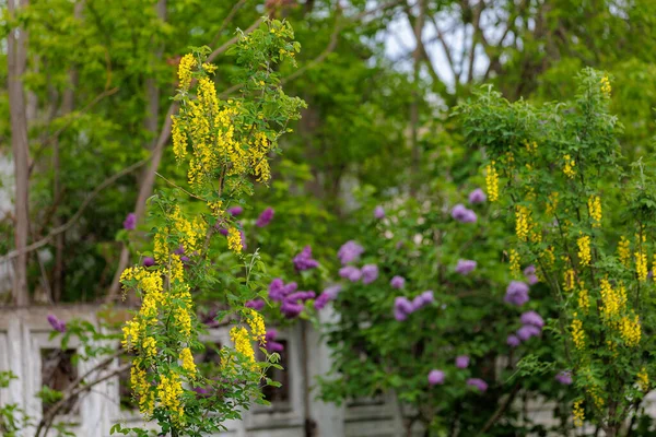 Bloemen Boom Bobovnik Gouden Regen Het Stedelijk Milieu Groener Maken — Stockfoto