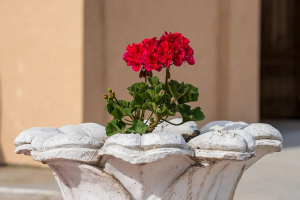 Çiçekli Pelargonium çiçekleri. Şehir çevresini yeşillendiriyor. Seçici odak ve kopyalama alanı olan arkaplan