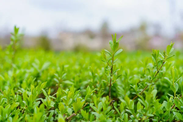 stock image Bushes in early spring. Greening the city. Background with selective focus