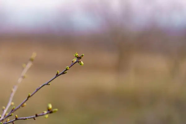 Die Knospen Öffnen Sich Baum Zeitigen Frühjahr Hintergrund Mit Selektivem — Stockfoto