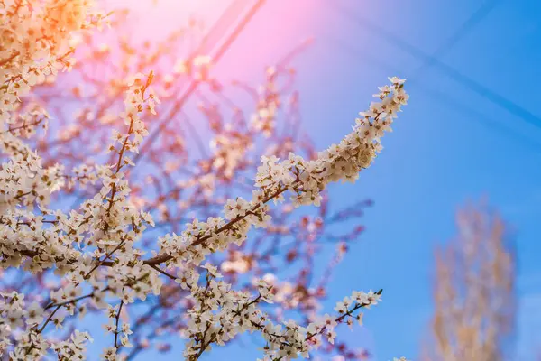Kvistar Blommande Fruktträd Med Selektivt Fokus Tonade Vårens Bakgrund — Stockfoto