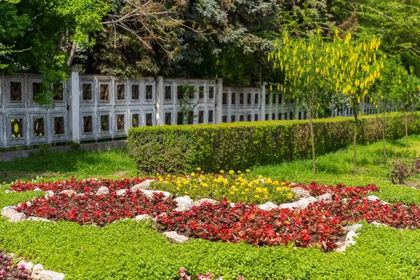 Λουλούδια Στο Δέντρο Μπομπόβνικ Χρυσή Βροχή Πρασινίζει Αστικό Περιβάλλον Ιστορικό — Φωτογραφία Αρχείου