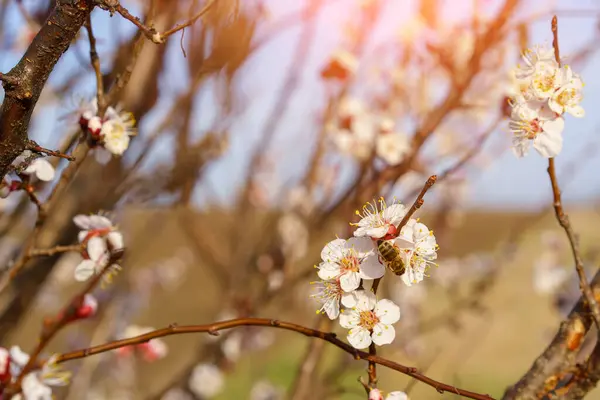 Ett Ett Fruktträd Pollinerar Tidigt Våren Tonat Vårens Bakgrund — Stockfoto
