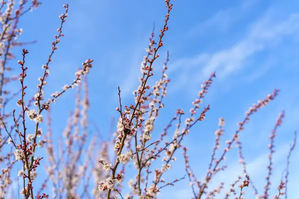 Filialer Blommande Fruktträd Med Selektivt Fokus Vårens Bakgrund — Stockfoto