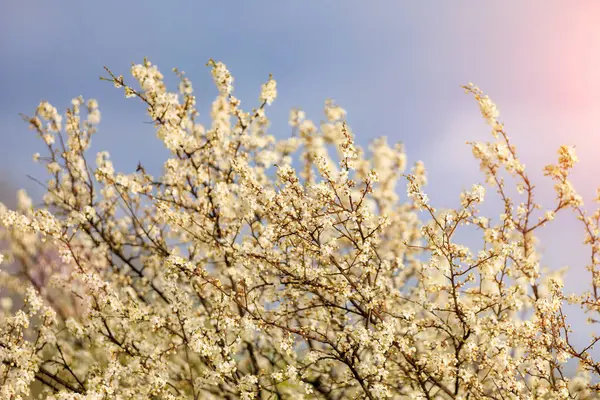 Kronan Blommande Fruktträd Eller Toppen Ett Träd Början Våren Blommor — Stockfoto