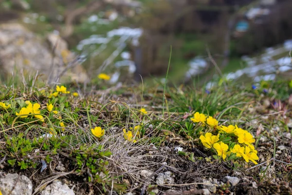 早春时山中野花丛生 具有选择性重点的背景 — 图库照片