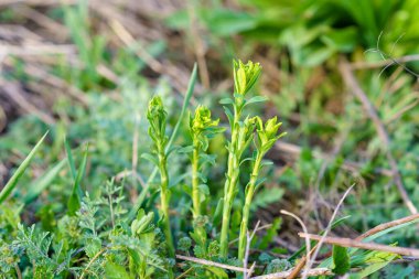 İlkbaharın başında bir bitki ya da ağacın filizleri. Seçici odaklı arkaplan
